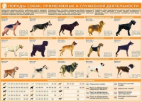Комплект плакатов "Кинология" - «globural.ru» - Балашиха
