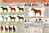 Комплект плакатов "Служебное коневодство" - «globural.ru» - Балашиха