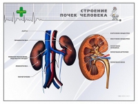 Стенд "Строение почки человека" - «globural.ru» - Балашиха