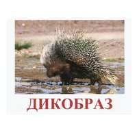 Карточки Домана "Дикие животные-3" - «globural.ru» - Балашиха