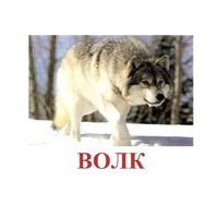 Карточки Домана "Дикие животные-1" - «globural.ru» - Балашиха