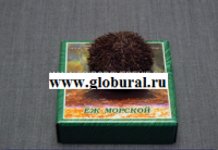 Сухой препарат "Еж морской" - «globural.ru» - Балашиха
