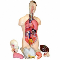 Торс человека разборный (42 см.) - «globural.ru» - Балашиха