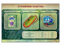 Электрифицированный стенд "Строение клетки" с маркерными полями - «globural.ru» - Балашиха
