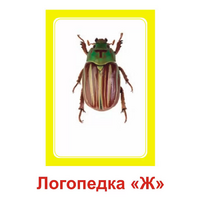 Логопедка "Ж" (логопедические карточки) - «globural.ru» - Балашиха