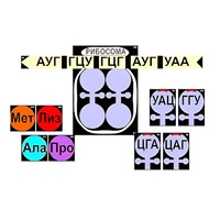 Модель-аппликация "Биосинтез белка" (ламинированная) - «globural.ru» - Балашиха