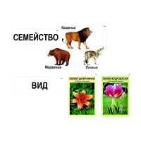 Модель-аппликация "Классификация растений и животных" (ламинированная) - «globural.ru» - Балашиха