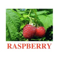 "Berries-1" ("Ягоды-1") английские карточки Домана - «globural.ru» - Балашиха