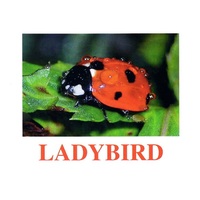 "Insects" ("Насекомые") английские карточки Домана - «globural.ru» - Балашиха