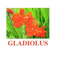 "Flowers-1" ("Цветы-1") английские карточки Домана - «globural.ru» - Балашиха