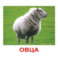 .Карточки Домана "Домашние животные" - «globural.ru» - Балашиха