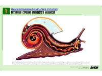 Рельефная таблица "Внутреннее строение брюхоногого моллюска" (формат А1, матовое ламинир.) - «globural.ru» - Балашиха