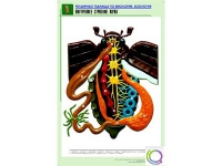 Рельефная таблица "Внутреннее строение жука" (формат А1, матовое ламинир.) - «globural.ru» - Балашиха