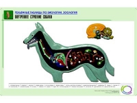 Рельефная таблица "Внутреннее строение собаки" (формат А1, матовое ламинир.) - «globural.ru» - Балашиха