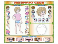 Стенд маркерный "Познаю себя" (тело, голова, органы чувств) - «globural.ru» - Балашиха