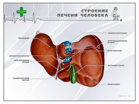 Стенд "Строение печени человека" - «globural.ru» - Балашиха
