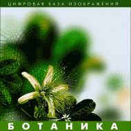Ботаника. (Цифровая база изображений) - «globural.ru» - Балашиха