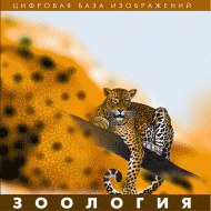 Зоология. (Цифровая база изображений) - «globural.ru» - Балашиха