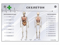 Электрифицированный стенд-тренажер "Скелетон" - «globural.ru» - Балашиха
