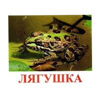 Карточки Домана "Амфибии и рептилии" - «globural.ru» - Балашиха