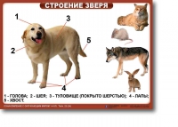 Ознакомление с окружающим миром. 1-4 класс. Комплект таблиц. Наглядные пособия для начальной школы, учебные пособия - «globural.ru» - Балашиха