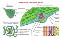 Плакаты и таблицы по биологии - «globural.ru» - Балашиха