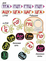 Модель-аппликация Биосинтез белка - «globural.ru» - Балашиха