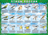 Таблица Птицы России из  4 листов в комплекте 1000*1400 винил	 - «globural.ru» - Балашиха