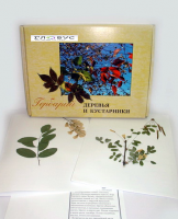 Гербарий Деревья и кустарники (20 видов) - «globural.ru» - Балашиха