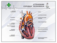 Стенд "Строение сердца человека" - «globural.ru» - Балашиха