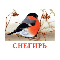 Карточки Домана "Птицы-1" - «globural.ru» - Балашиха