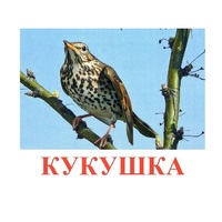 Карточки Домана "Птицы-3" - «globural.ru» - Балашиха