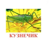 Карточки Домана "Насекомые" - «globural.ru» - Балашиха