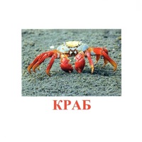 Карточки Домана "Подводный мир" - «globural.ru» - Балашиха