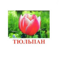 Карточки Домана "Цветы-1" - «globural.ru» - Балашиха