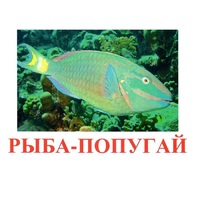 Карточки Домана "Рыбы" - «globural.ru» - Балашиха