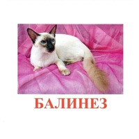 Карточки Домана "Породы кошек" - «globural.ru» - Балашиха