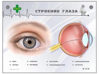 Интерактивный стенд "Строение глаза" - «globural.ru» - Балашиха