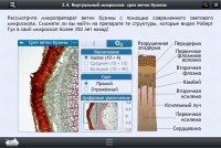 Интерактивные курсы. Биология 5 класс. Расширенный - «globural.ru» - Балашиха