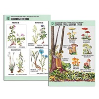 Комплект таблиц для начальной школы "Окружающий мир. Грибы. Растительный мир" - «globural.ru» - Балашиха