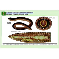 Рельефная таблица "Внутреннее строение дождевого червя" (формат А1, матовое ламинир.) - «globural.ru» - Балашиха