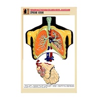 Рельефная таблица "Строение легких" (формат А1, матовое ламинир.) - «globural.ru» - Балашиха