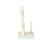 Модель "Скелет конечностей лошади и овцы" (на подставке) - «globural.ru» - Балашиха