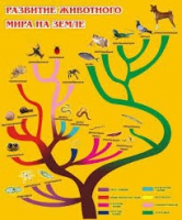 Стенд "Развитие животного мира на земле" - «globural.ru» - Балашиха