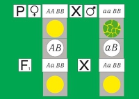 Модель-аппликация Дигибридное скрещивание. Законы Менделя. (набор из 84 карт) - «globural.ru» - Балашиха