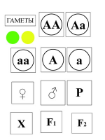 Модель-аппликация Моногибридное скрещивание и его цитологические основы - «globural.ru» - Балашиха