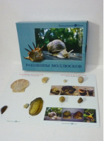 Коллекция "Раковины моллюсков" (вариант 2) - «globural.ru» - Балашиха