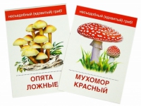 Раздаточные карточки "Грибы съедобные и не съедобные" - «globural.ru» - Балашиха