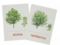 Раздаточные карточки "Деревья и кустарники" - «globural.ru» - Балашиха