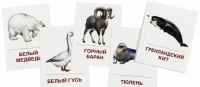 Раздаточные карточки "Животные холодных широт" - «globural.ru» - Балашиха